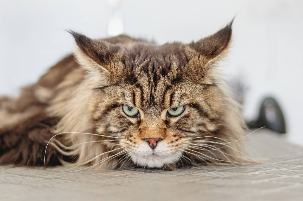 Astuces naturelles pour soigner les griffures de chat selon nos anciens