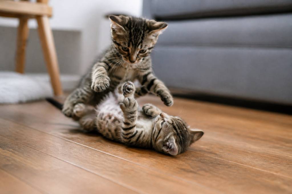 Bagarre chaton : pourquoi les chatons se battent et comment les calmer
