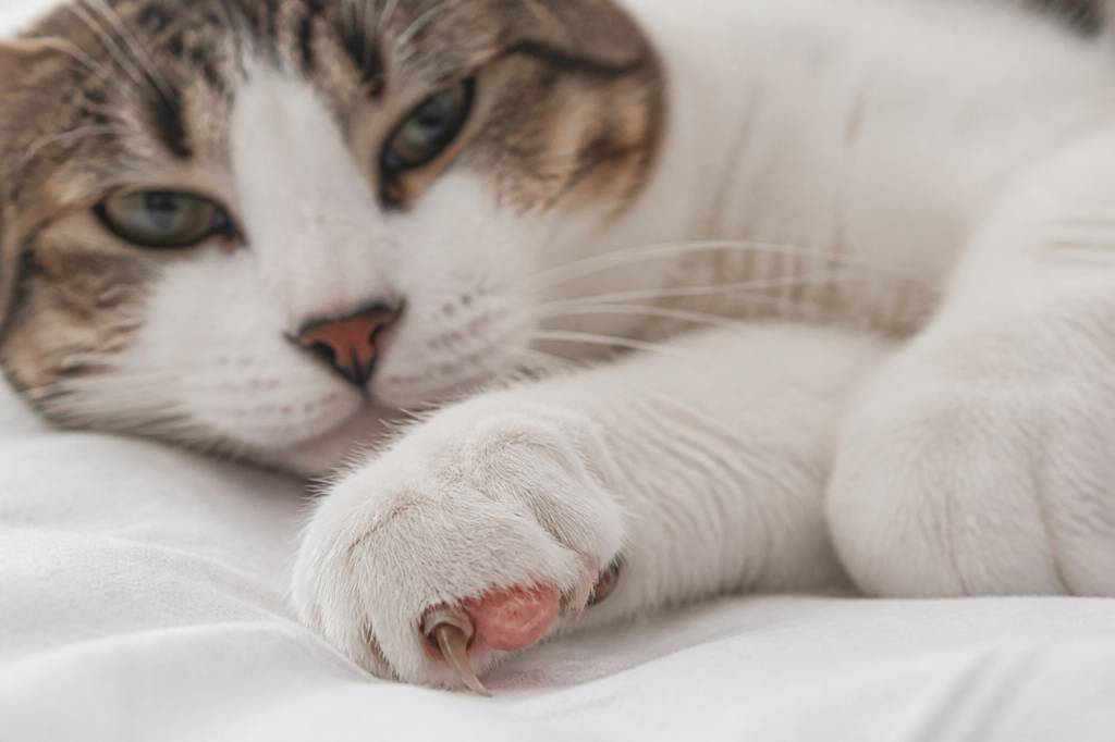 Chat griffe arrachée : causes, soins et conseils pour bien réagir
