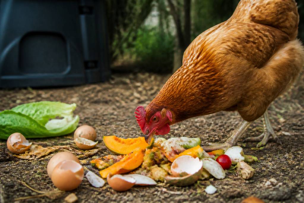 Aliments interdit poules : liste des aliments à éviter pour protéger vos volailles