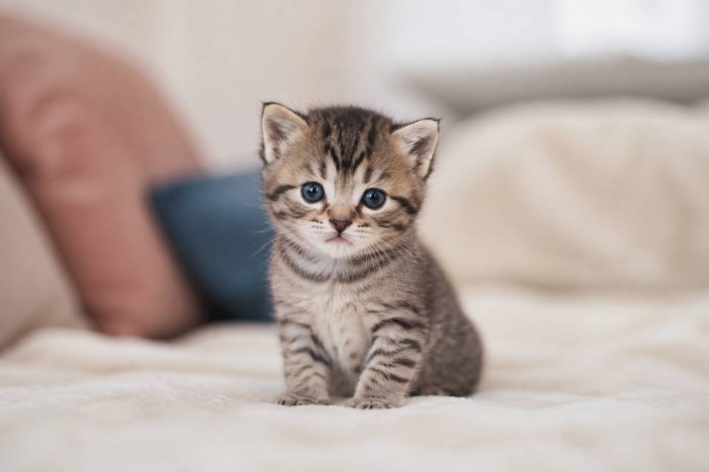 A quel age peut on donner un chaton ?
