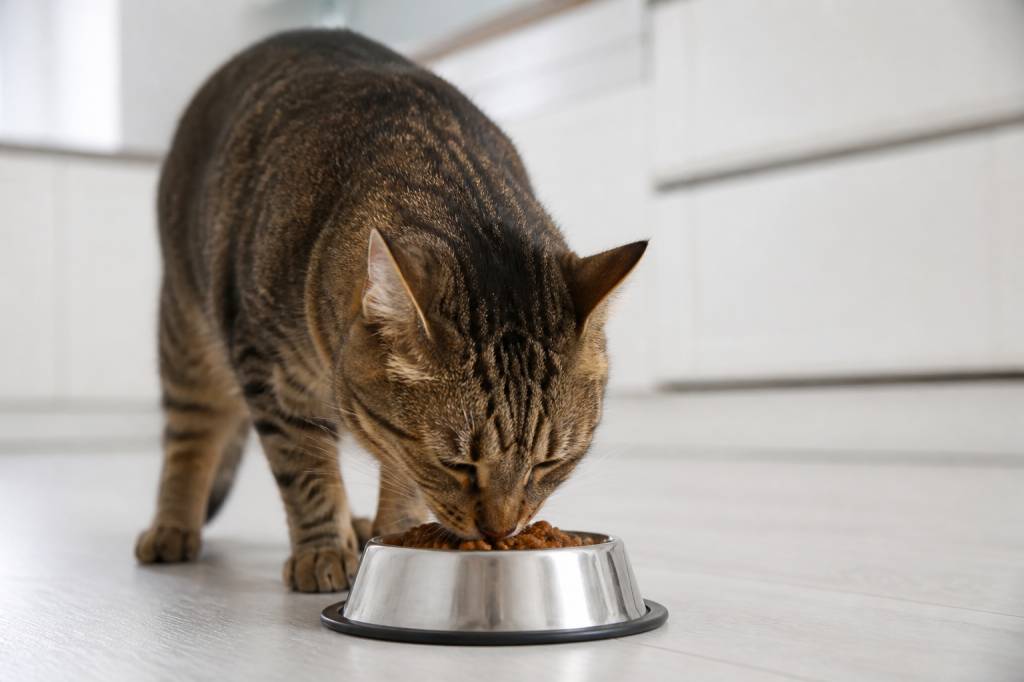 Chat i/d : guide complet sur cette alimentation vétérinaire pour chat